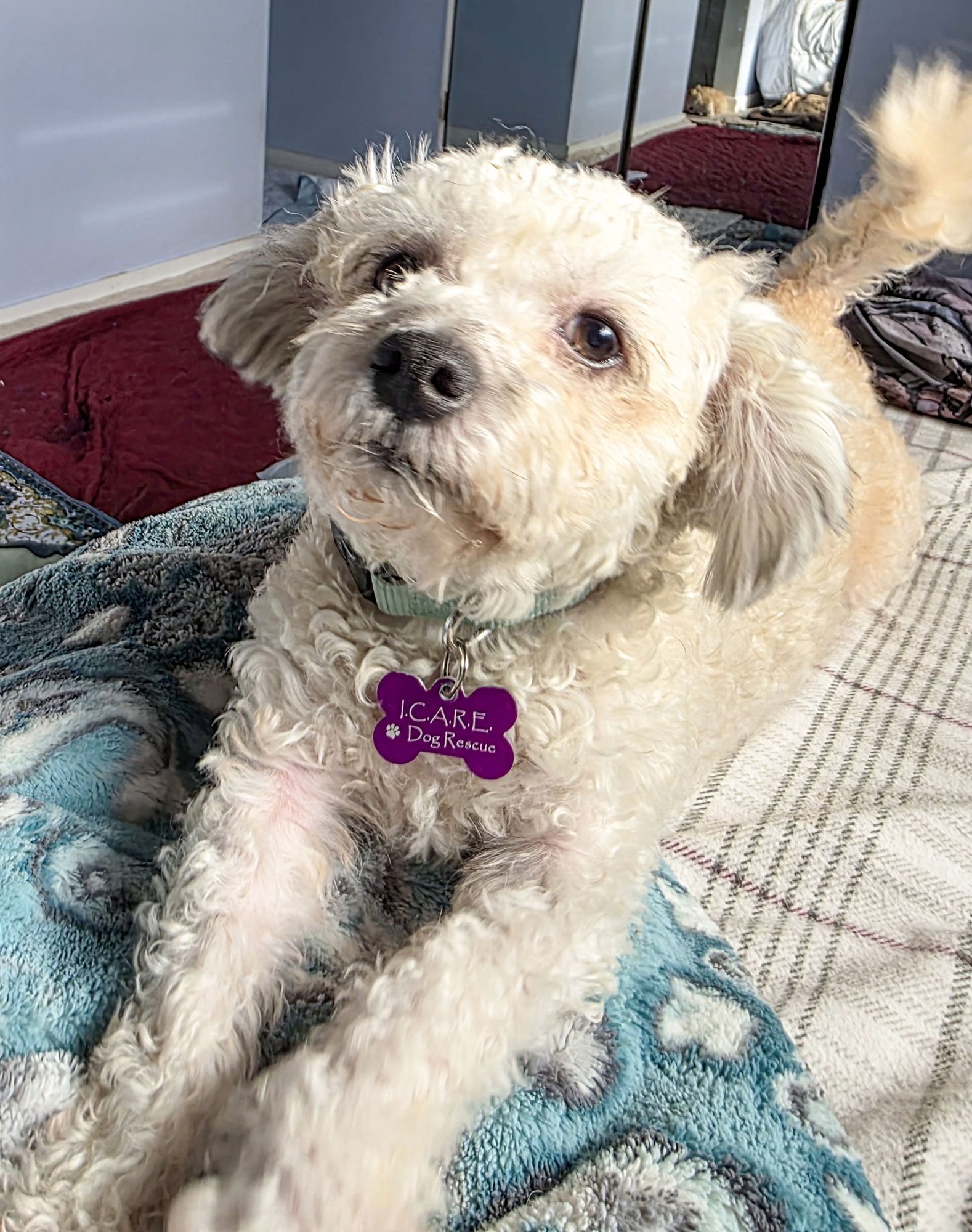 MOCHI - Poodle (Miniature) available for adoption