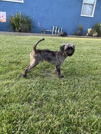Oreo - Photo 3
