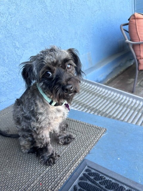 OREO - Maltese available for adoption