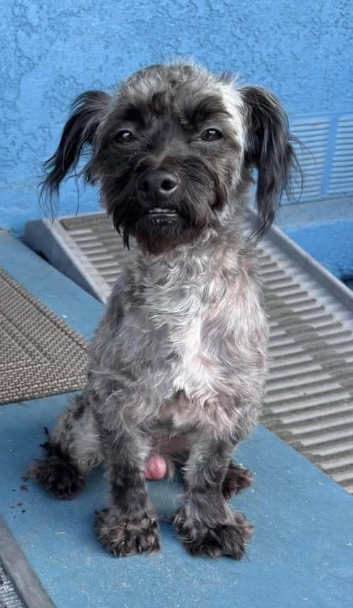 OREO - Maltese available for adoption