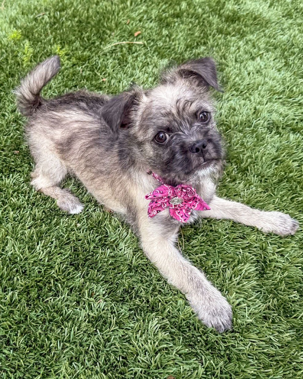 DONUT - Pug / Poodle (Miniature) available for adoption