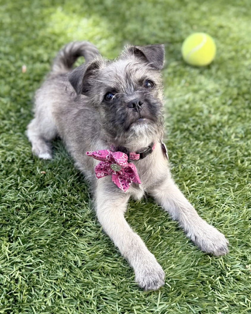 DONUT - Pug / Poodle (Miniature) available for adoption