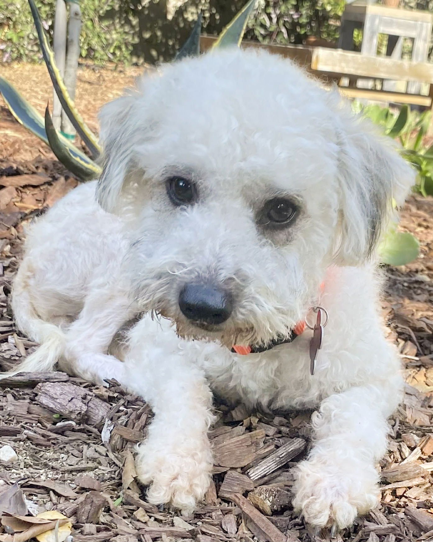BUNNY - Poodle (Miniature) available for adoption