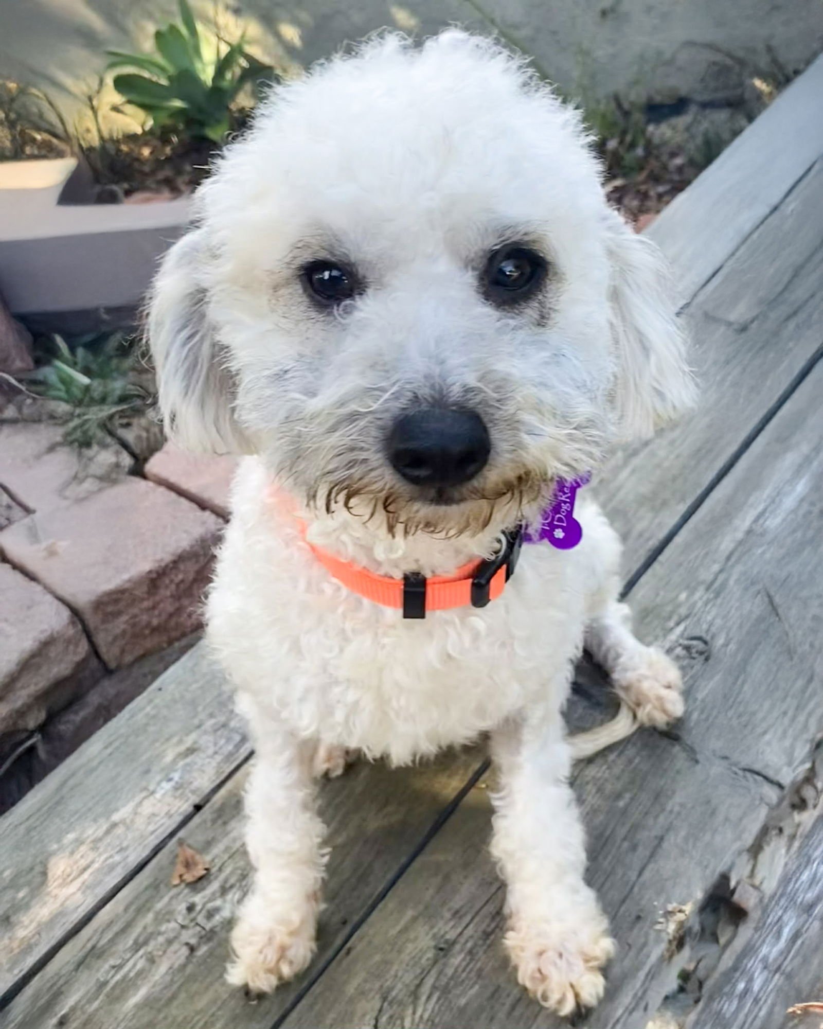 BUNNY - Poodle (Miniature) available for adoption