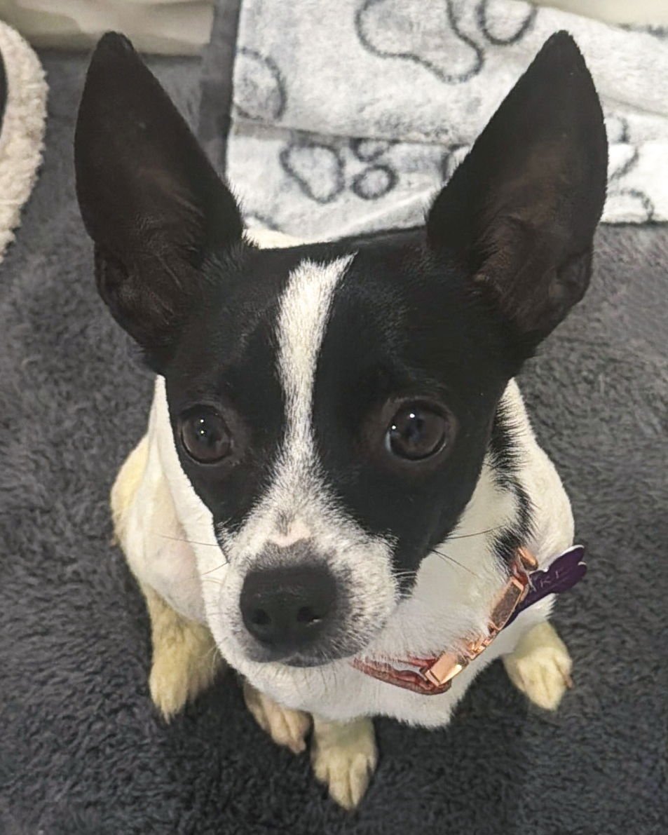 HOPE - Chihuahua / Terrier available for adoption