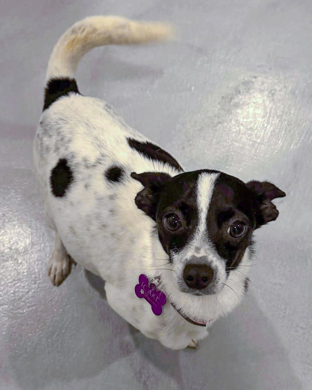 HOPE - Chihuahua / Terrier available for adoption