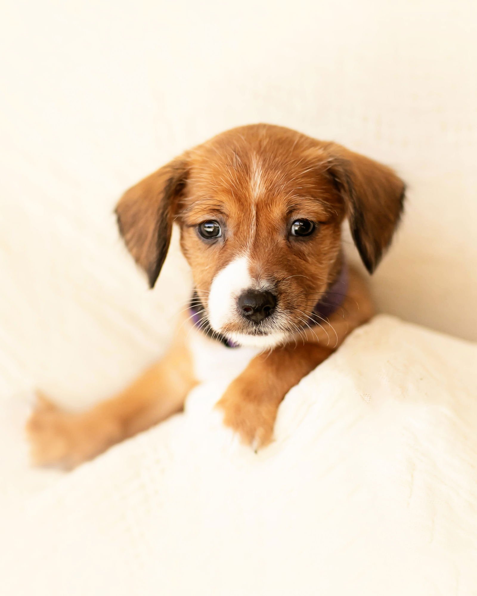 TESSA - Dachshund available for adoption