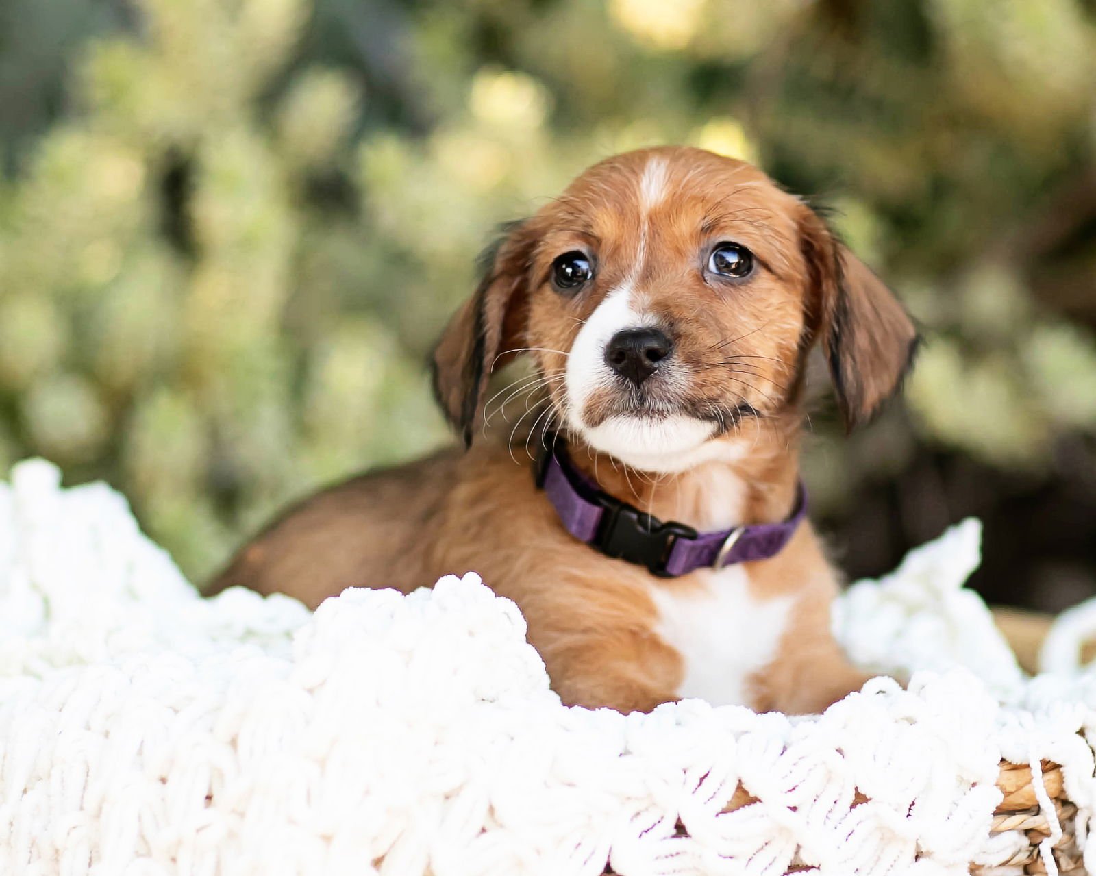 TESSA - Dachshund available for adoption
