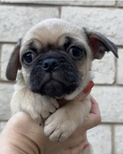 RAVEN - Pug available for adoption