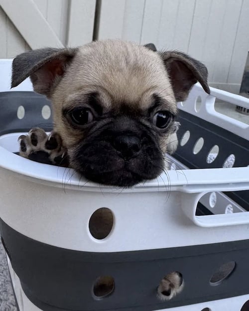 RAVEN - Pug available for adoption