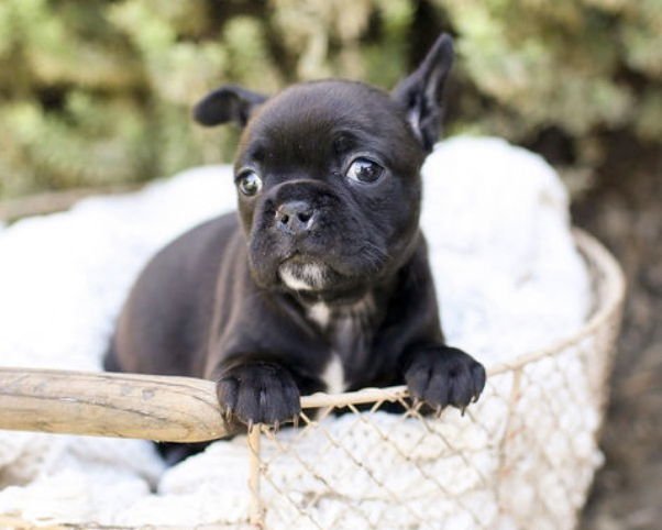 CHARLOTTE - French Bulldog / Boston Terrier available for adoption
