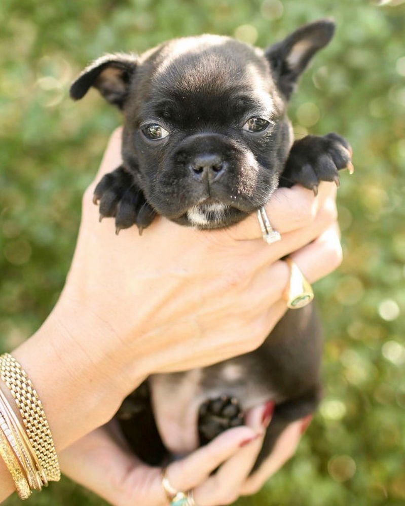 CHARLOTTE - French Bulldog / Boston Terrier available for adoption