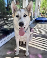 Bandit - Photo 2