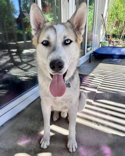 BANDIT - Husky / Shepherd available for adoption