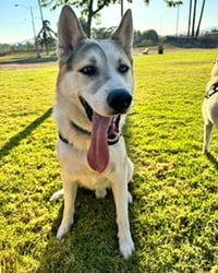 Bandit - Photo 14