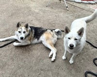 Bandit - Photo 11