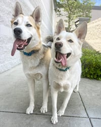 Bandit - Photo 5