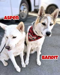 Bandit - Photo 9