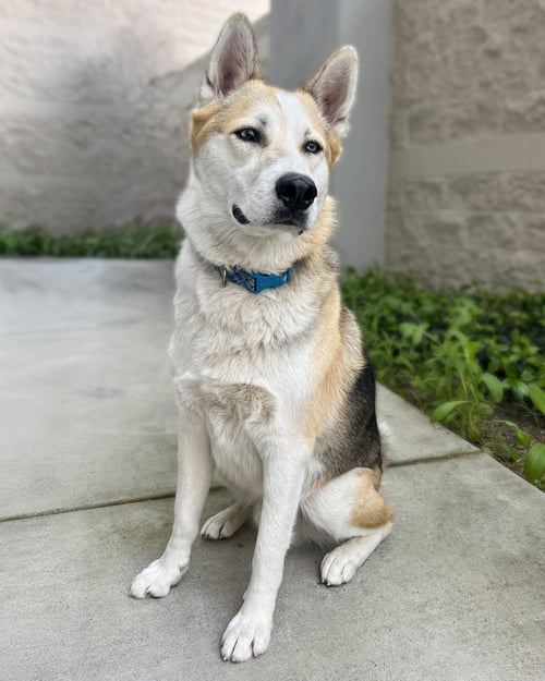 BANDIT - Husky / Shepherd available for adoption