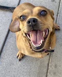 Peanut - Photo 4