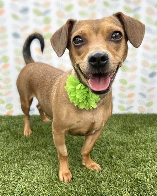 PEANUT - Dachshund / Terrier available for adoption