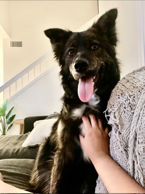 BEARY - Shepherd / Husky available for adoption