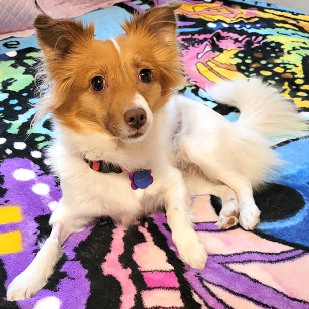 FOXY ROXY - Papillon available for adoption
