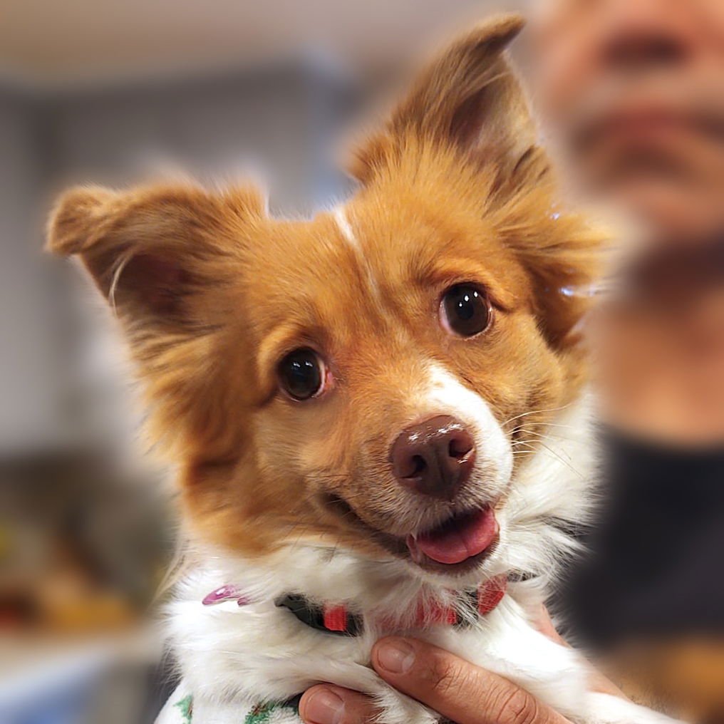 FOXY ROXY - Papillon available for adoption