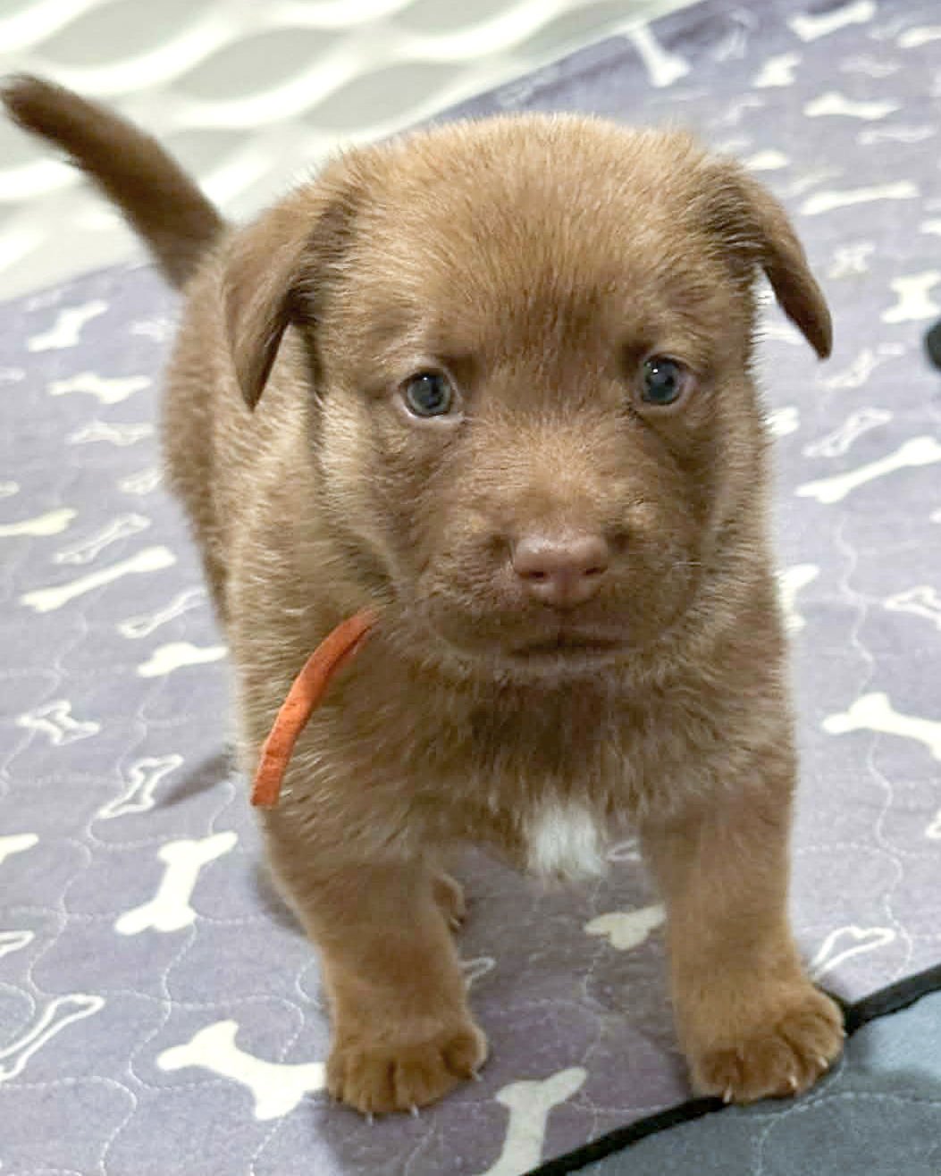 ARCHIE - Siberian Husky / Shepherd available for adoption