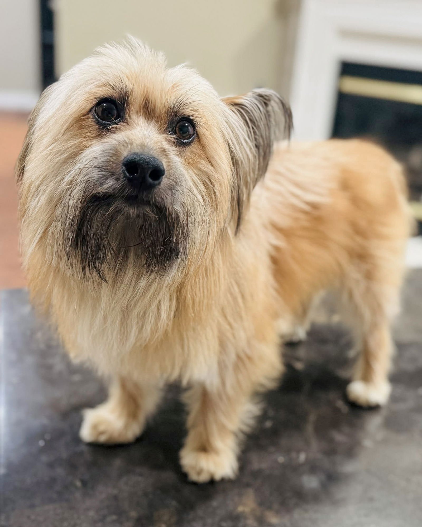 POPEYE - Skye Terrier available for adoption