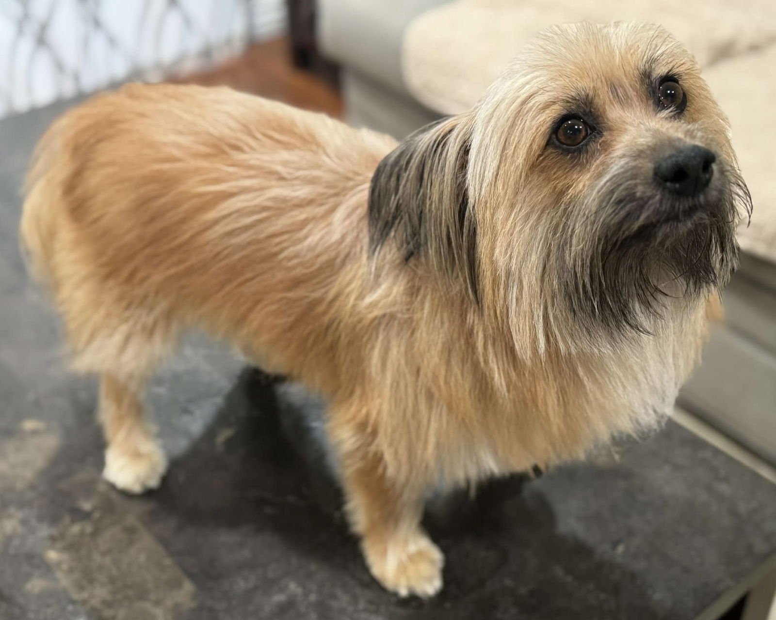 POPEYE - Skye Terrier available for adoption