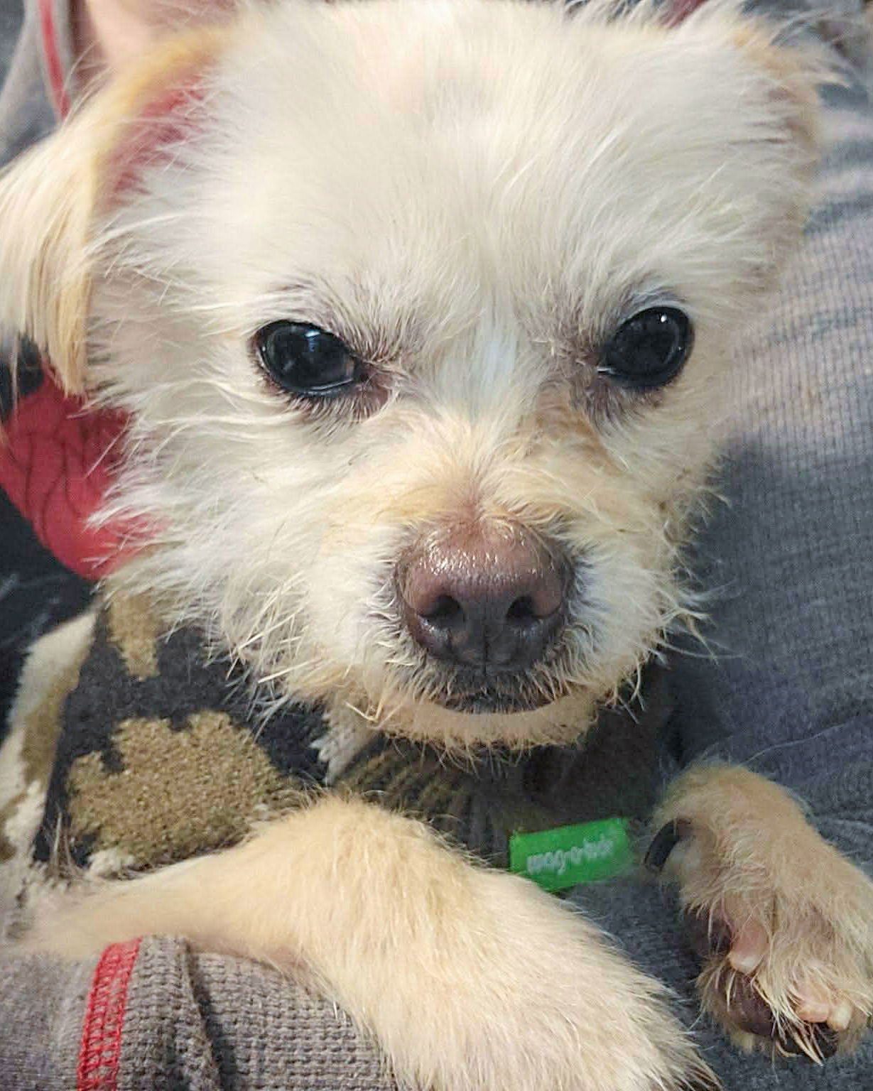 LITTLE HAM - Terrier available for adoption