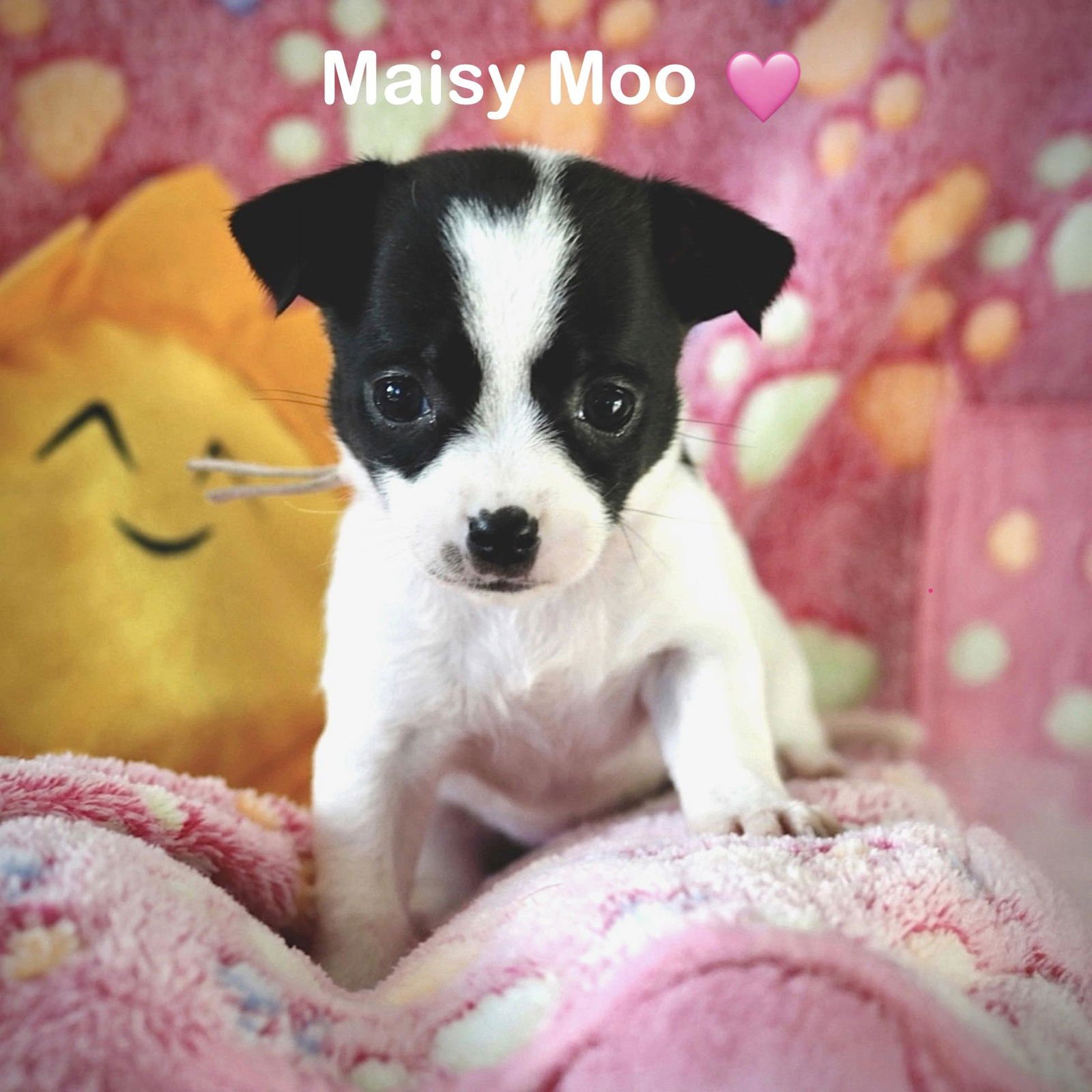MAISY MOO - Chihuahua / Terrier available for adoption