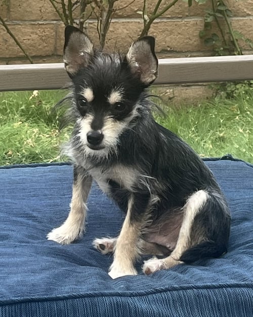 BLACKBERRY - Schnauzer / Chihuahua available for adoption