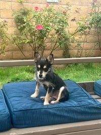Blackberry - Photo 10