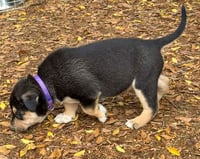 Bellatrix - Photo 18