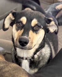 Bellatrix - Photo 3