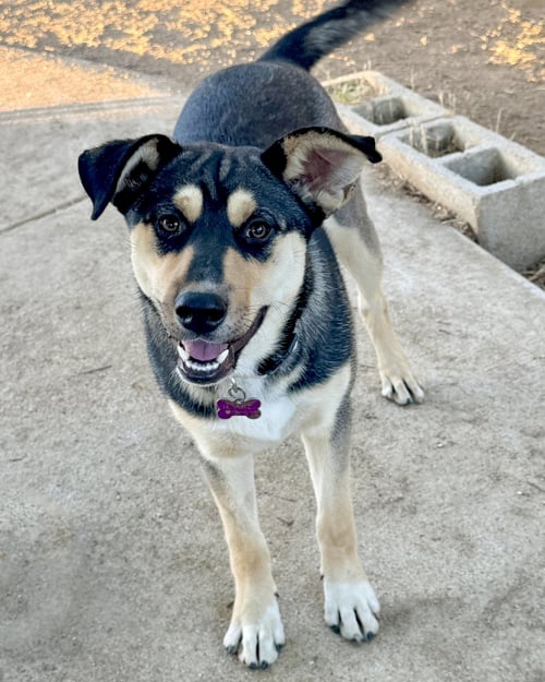 BELLATRIX - Husky / German Shepherd Dog available for adoption