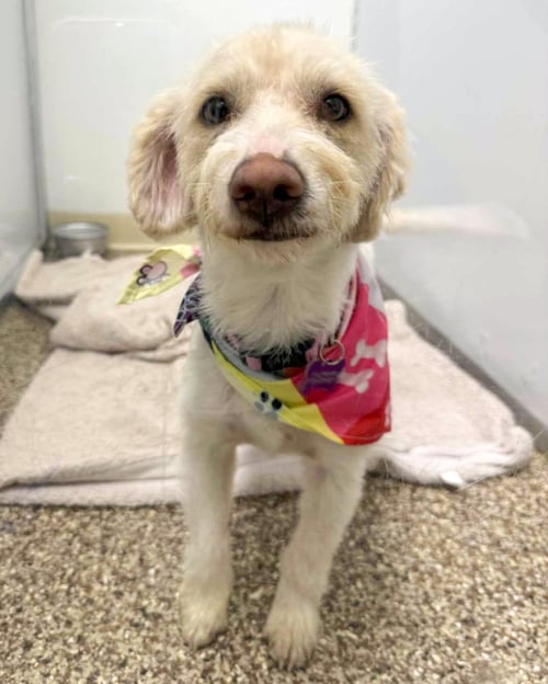 SUGAR - Terrier available for adoption