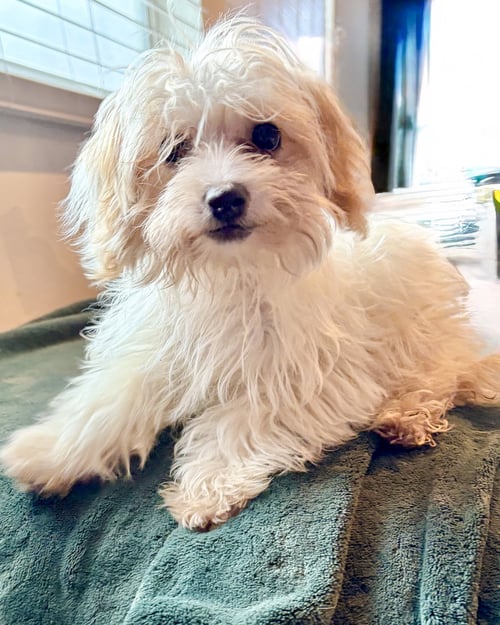 THUMBELINA - Maltese available for adoption