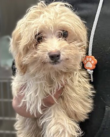 THUMBELINA - Maltese available for adoption