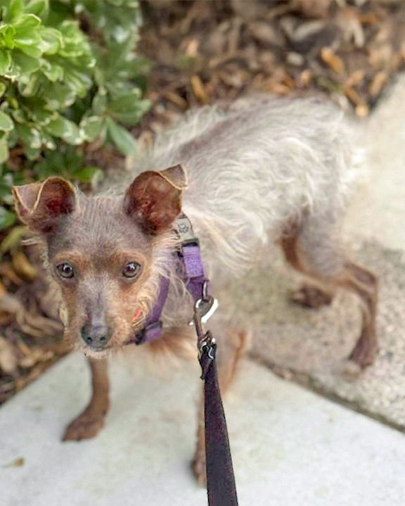 BUDDY - Chihuahua / Tibetan Terrier available for adoption