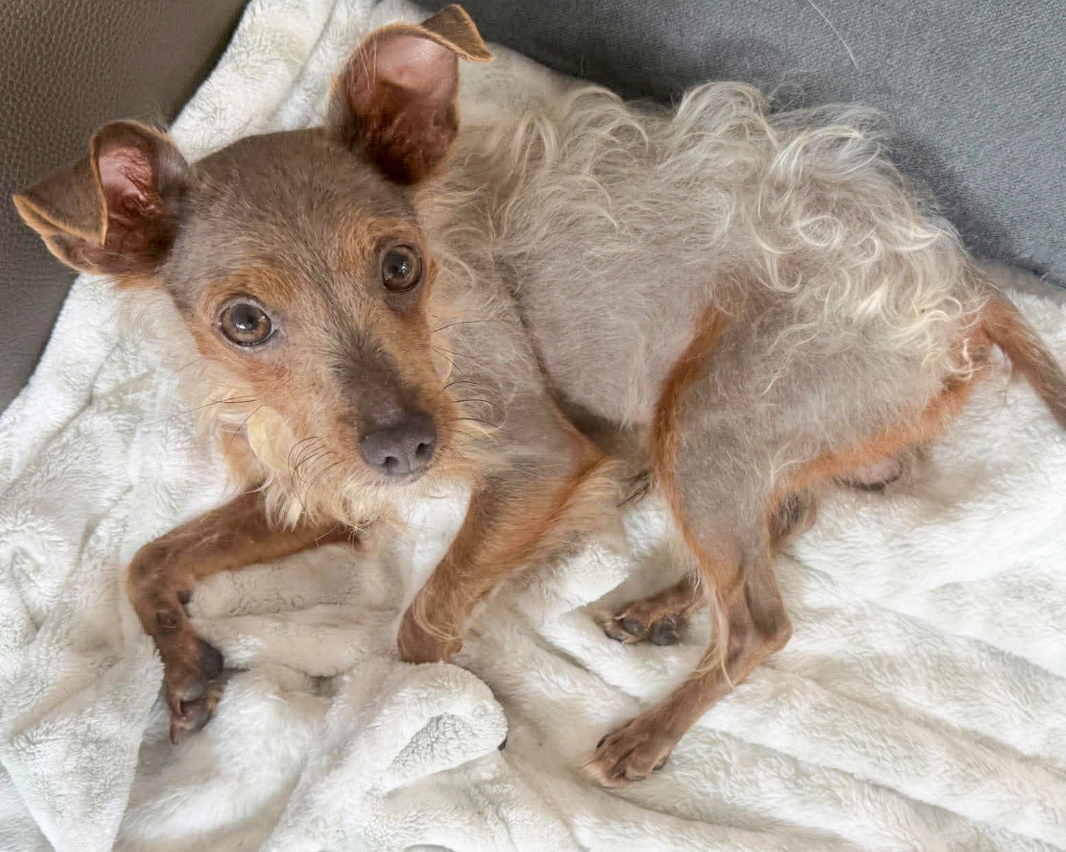 BUDDY - Chihuahua / Tibetan Terrier available for adoption