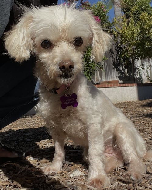 TRINA - Maltese available for adoption