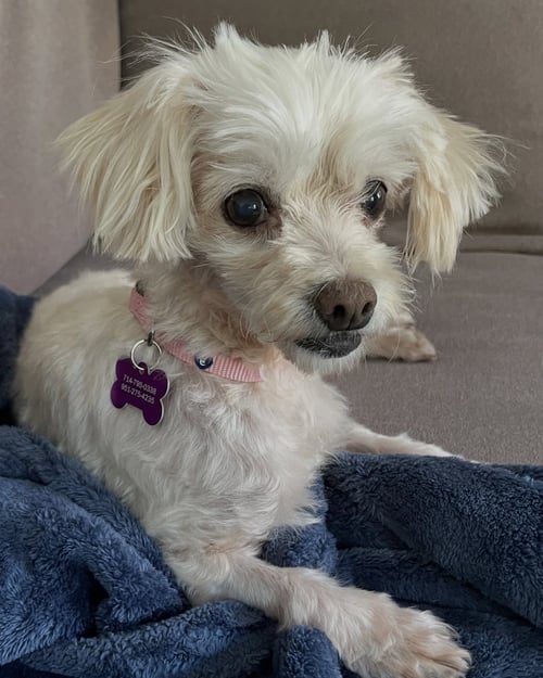 TRINA - Maltese available for adoption