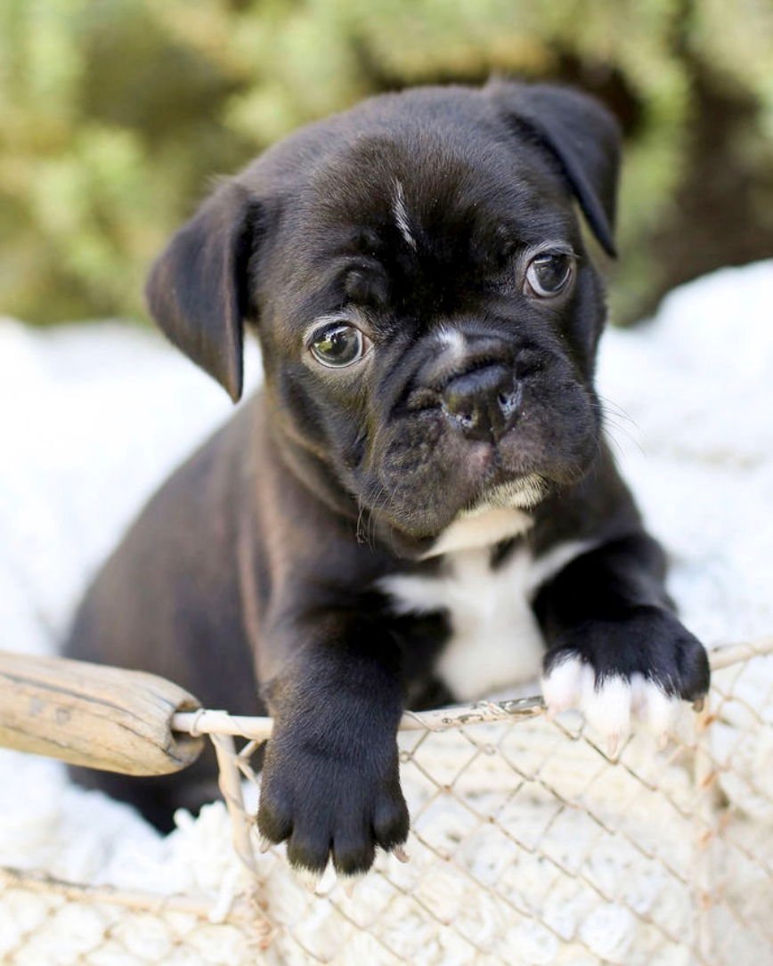 GUS - French Bulldog / Boston Terrier available for adoption