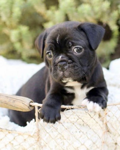 GUS - French Bulldog / Boston Terrier available for adoption