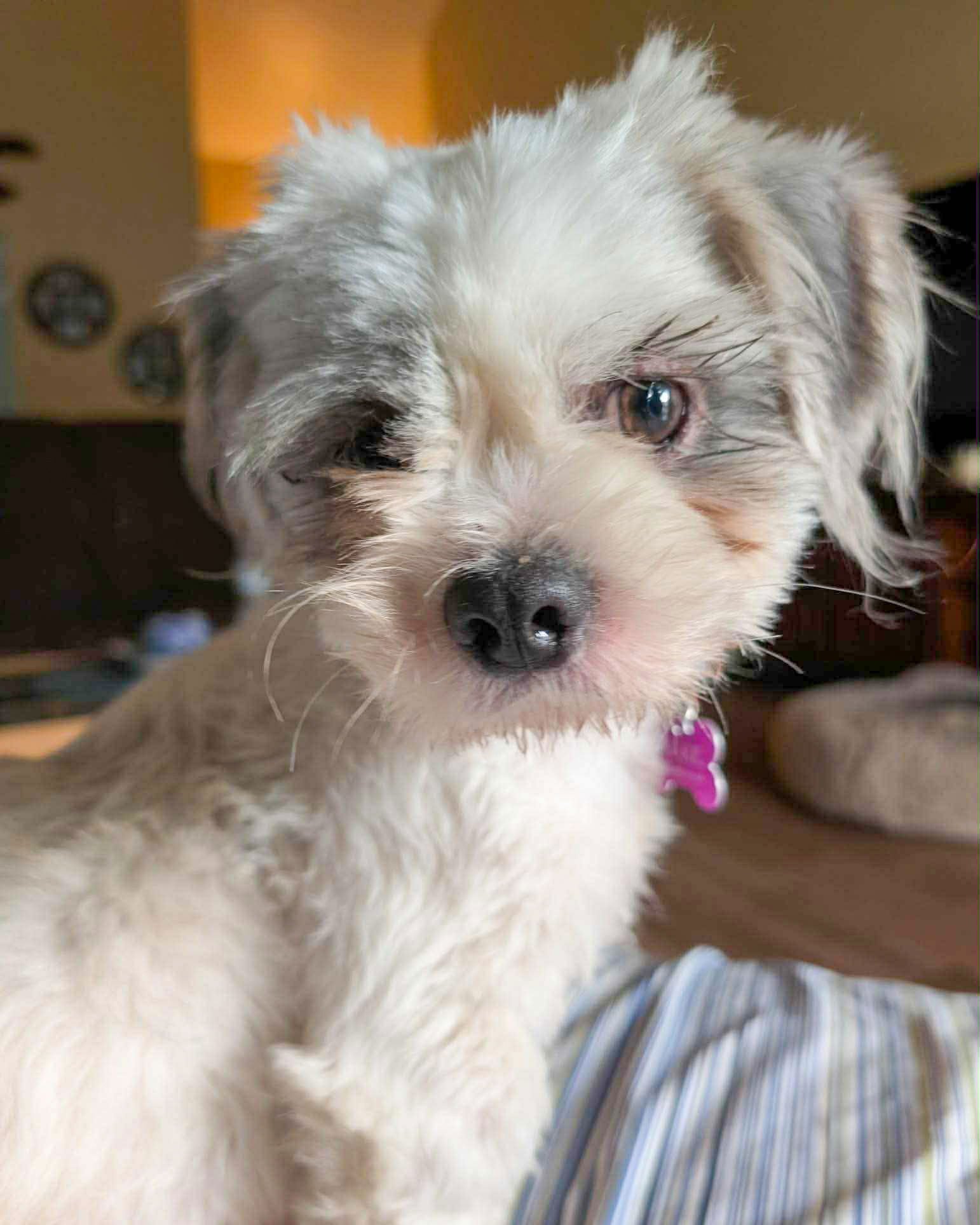 SLINKY - Shih Tzu available for adoption