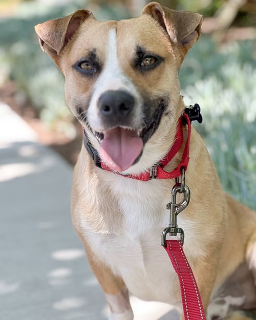 SULLY - Corgi / Beagle available for adoption