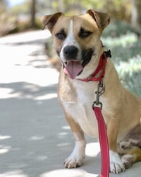 Sully - Photo 6